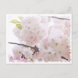 Postal Cherry Blossom "Ranran" ポストカード