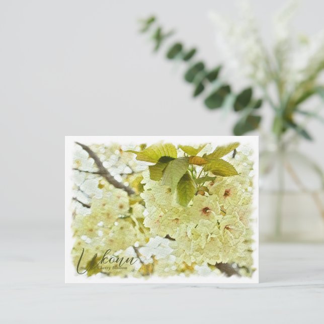 Postal Cherry Blossom "Ukonn" ポストカード (Anverso de pie)