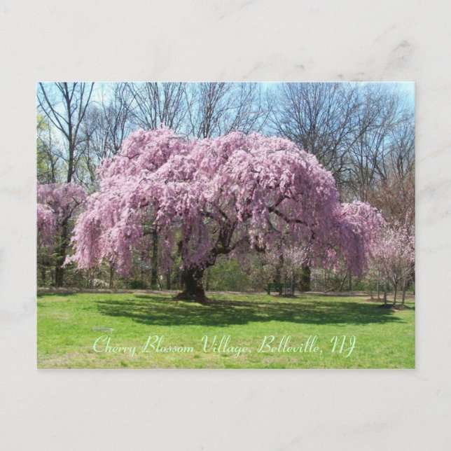 Postal Cherry Blossom Village 03 (Anverso)