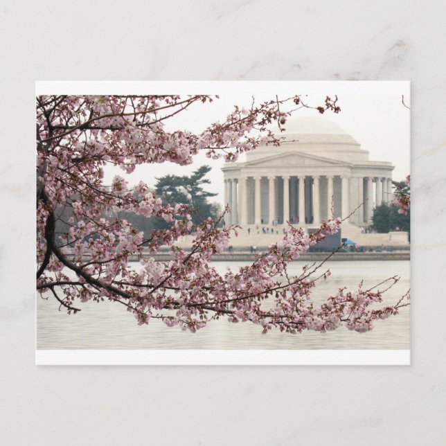 Postal Cherry Blossom Washington DC (Anverso)