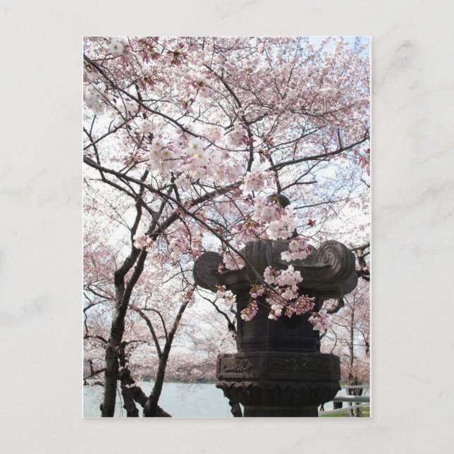 Postal Cherry Blossom Washington DC (Anverso)