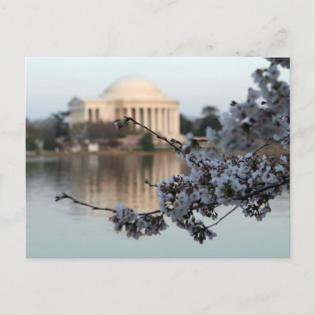 Postal Cherry Blossom Washington DC (Anverso)