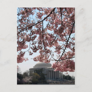 Postal Cherry Blossom Washington DC