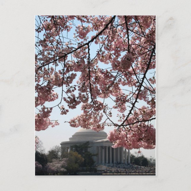 Postal Cherry Blossom Washington DC (Anverso)