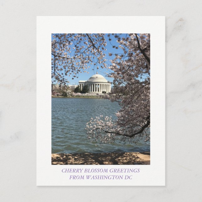 POSTAL CHERRY BLOSSOM WASHINGTON DC (Anverso)