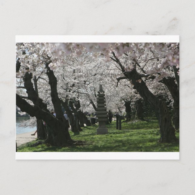 Postal Cherry Blossom Washington DC (Anverso)