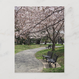 Postal Cherry Blossom Washington DC
