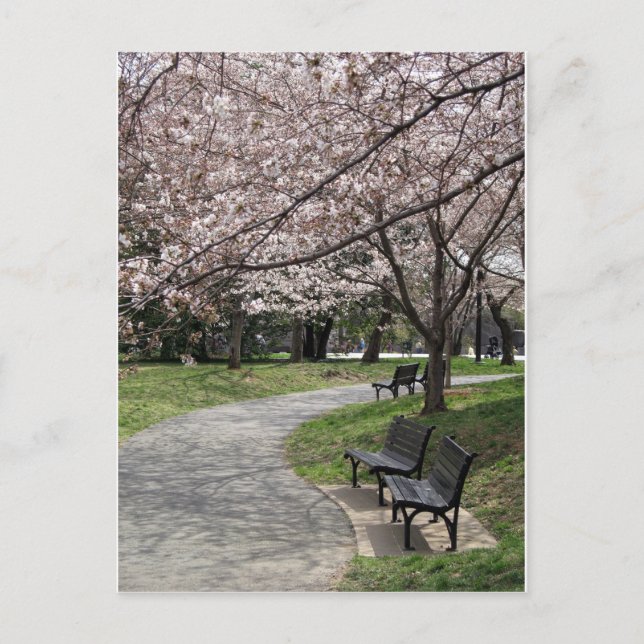 Postal Cherry Blossom Washington DC (Anverso)