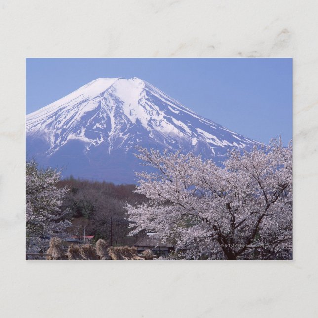 Postal Cherry Blossom y el Monte Fuji (Anverso)