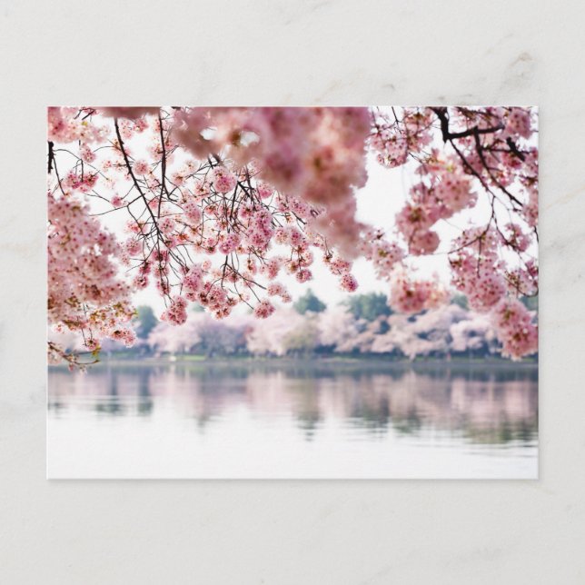Postal Cherry Blossoms (Anverso)