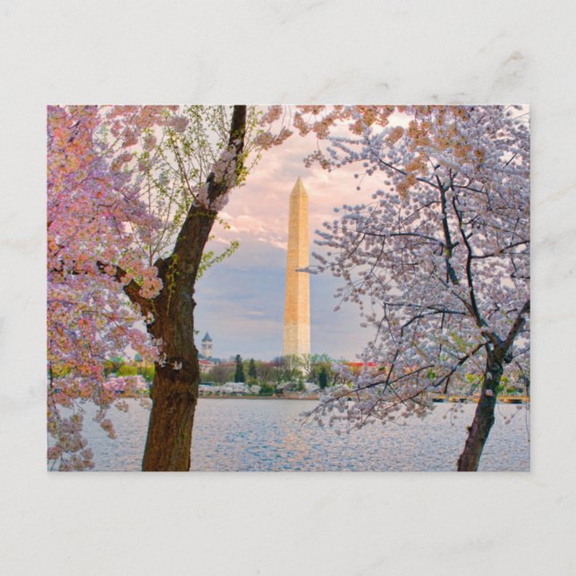 Postal Cherry Blossoms (Anverso)