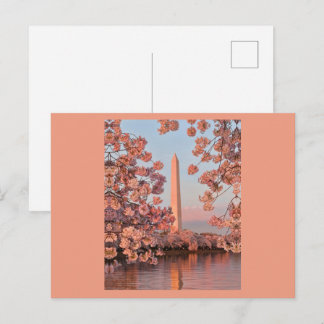 Postal Cherry Blossoms and Washington Monument Postcard
