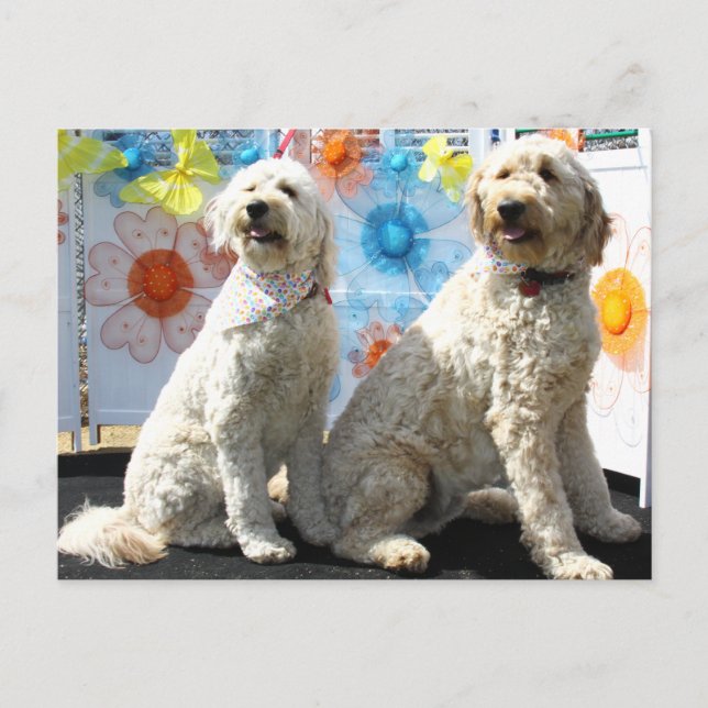 Postal Chester y Lilly - Golden Doodle -7 (Anverso)