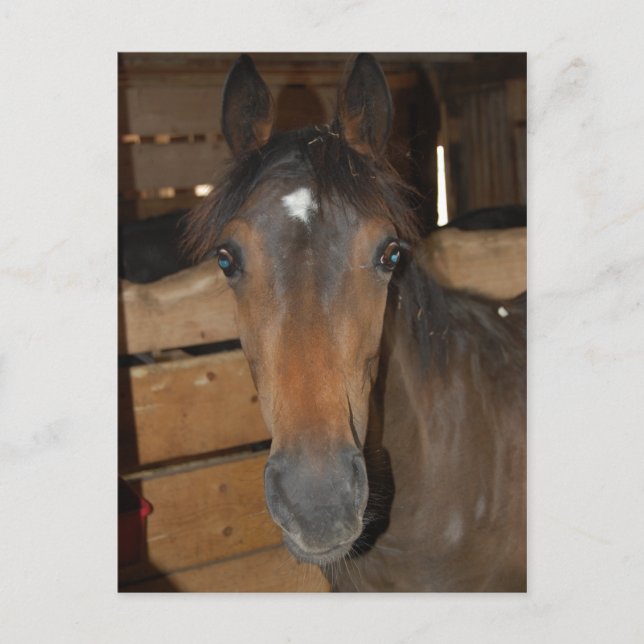 Postal Chestnut Barn Horse Fun (Anverso)