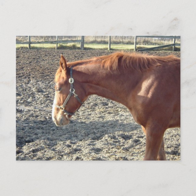Postal Chestnut Horse Love (Anverso)