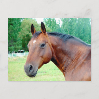 Postal Chestnut Mare