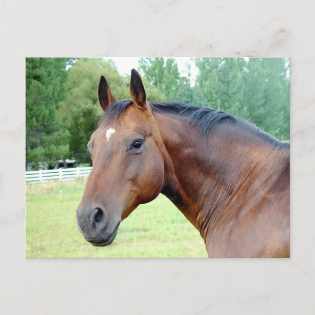 Postal Chestnut Mare (Anverso)