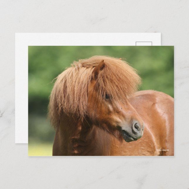 Postal Chestnut Shetland Pony Stallion Headshot (Anverso / Reverso)