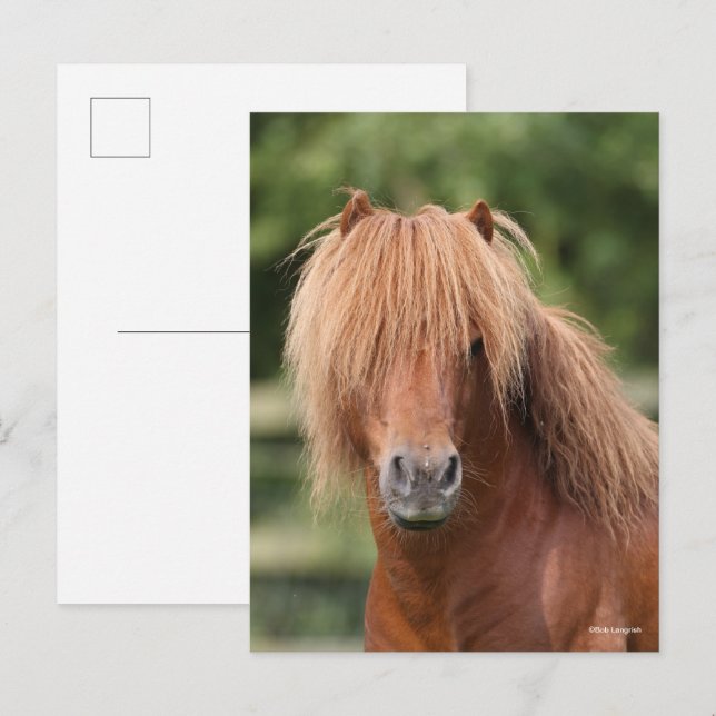 Postal Chestnut Shetland Pony Stallion headshot (Anverso / Reverso)