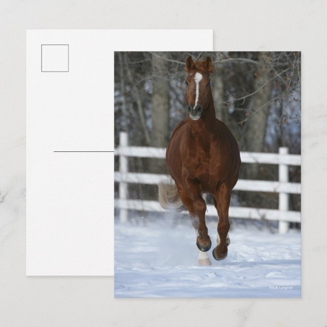 Postal Chestnut Trakehner Stallion In The Snow (Anverso / Reverso)