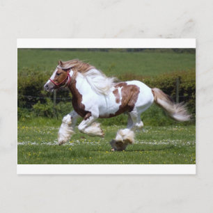 Postal Cheval