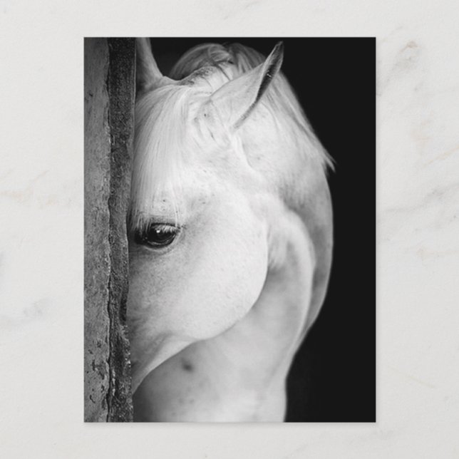 Postal Cheval noir et blanc (Anverso)