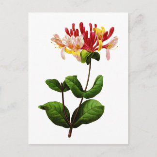 Postal Chevrefeuille de José Pedro Redoute