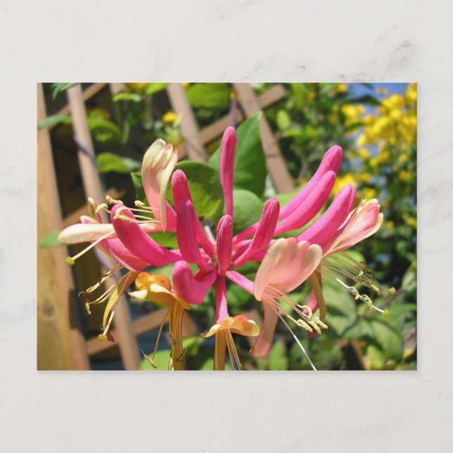 Postal Chèvrefeuille grimpant (Anverso)