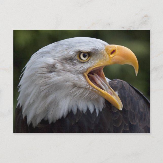 Postal Cheyenne Postcard (Anverso)