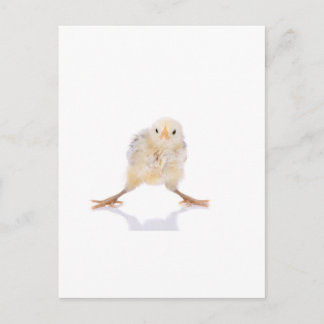 Postal Chica bebé