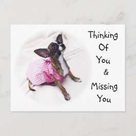 Postal Chica de Chihuahua vestido con salsa