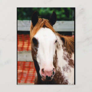 Postal Chica de Kings Fancy