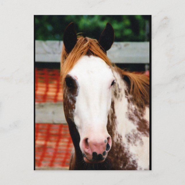 Postal Chica de Kings Fancy (Anverso)