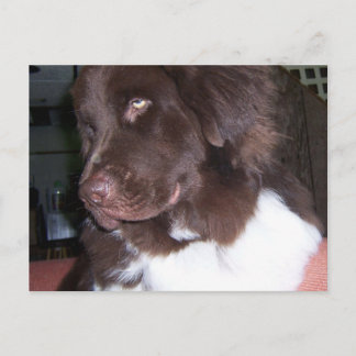 Postal Chica de Newfy