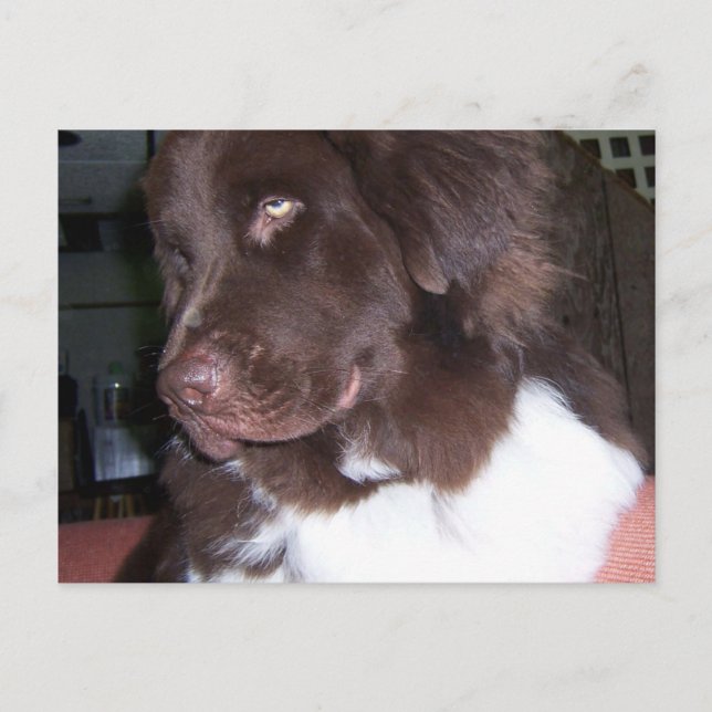 Postal Chica de Newfy (Anverso)