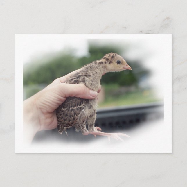 Postal Chica de pavo bebé sujetada por una mano (Anverso)