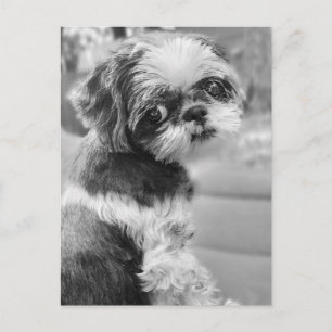 Postal Chica Shih Tau
