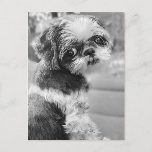 Postal Chica Shih Tau (Anverso)