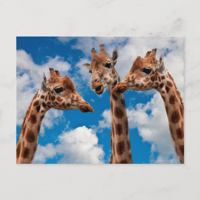 Postal Chicas de Giraffe Gossip (Anverso)