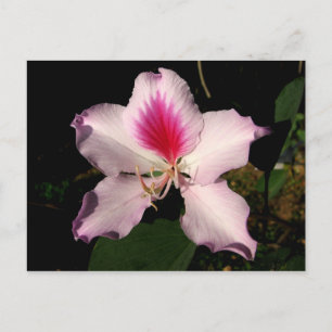 Postal Chichen Itza, Yucatán, México