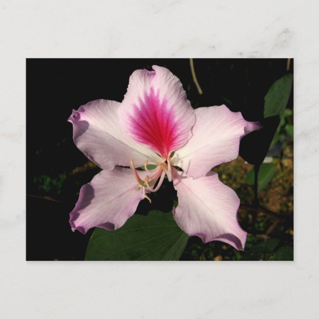 Postal Chichen Itza, Yucatán, México (Anverso)