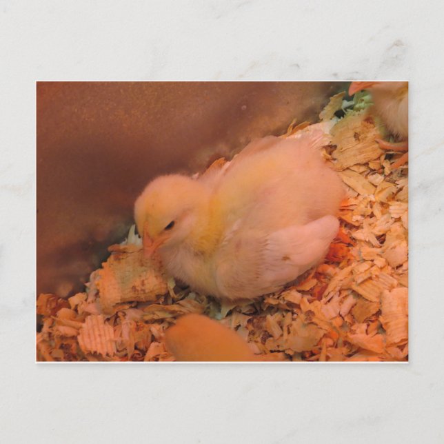 Postal Chick Contemplante (Anverso)