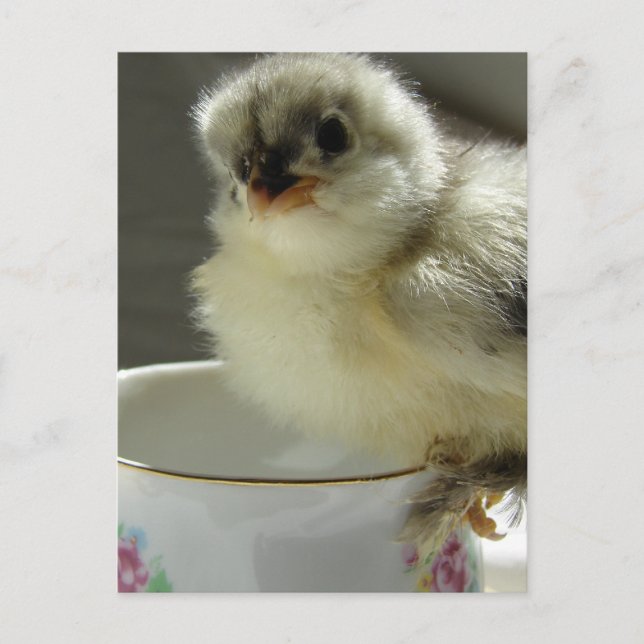 Postal Chick de Cocina Azul en el Teacup (Anverso)