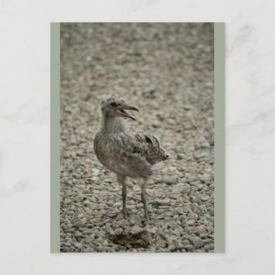 Postal Chick de gaviota