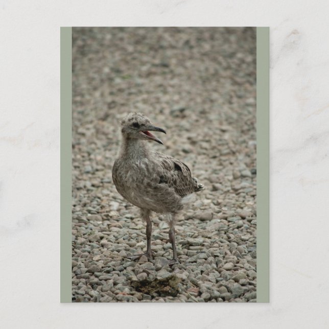 Postal Chick de gaviota (Anverso)