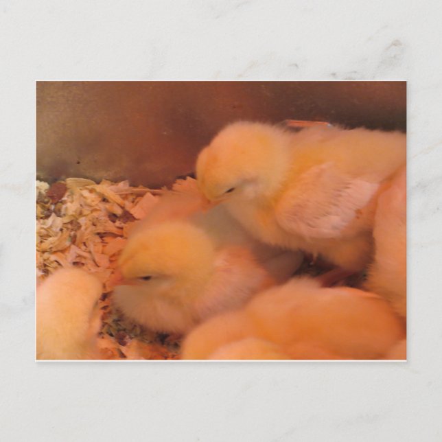Postal Chick Duo (Anverso)