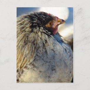 Postal Chick en invierno