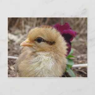 Postal Chick en Pansy Garden