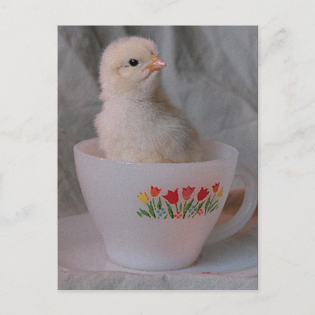 Postal Chick en un equipo vintage (Anverso)