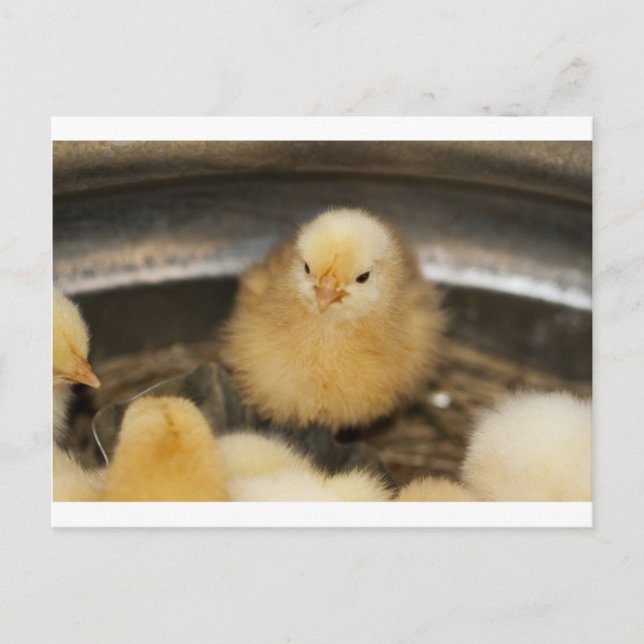 Postal Chick Fluffy Yellow Baby (Anverso)